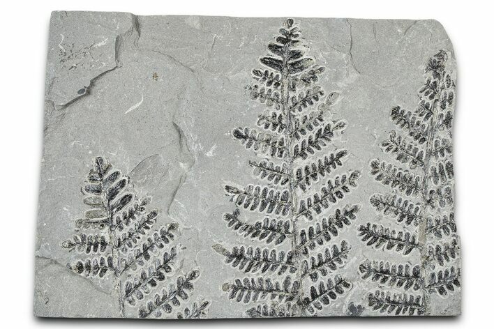 Carboniferous Fossil Fern (Pecopteris) Plate - France #378111